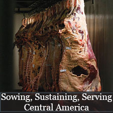 Sowing, Sustaining, Serving Central America